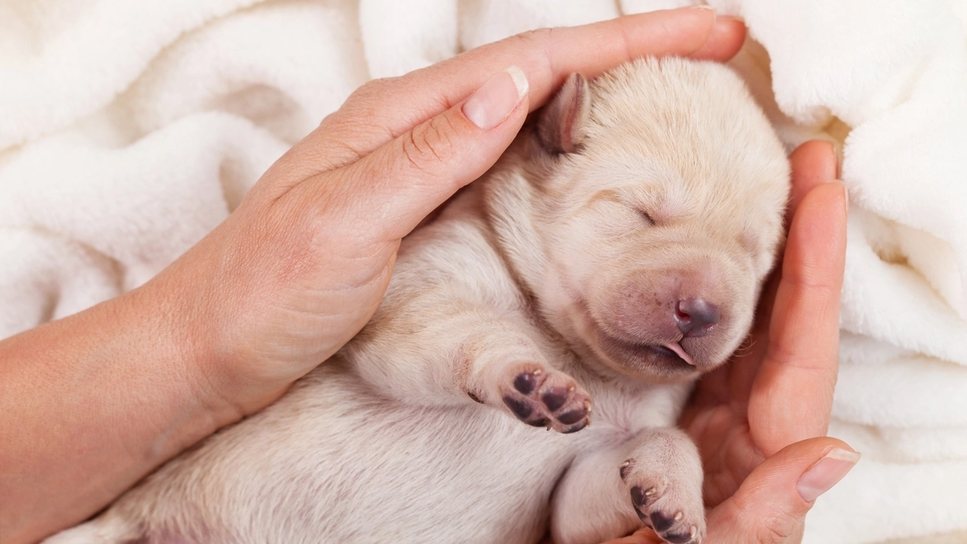 Newborn puppy sleeping on human hand