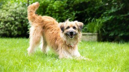 ight brown long-haired dog playing on the grass with tail in the air.