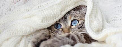 cat with blanket