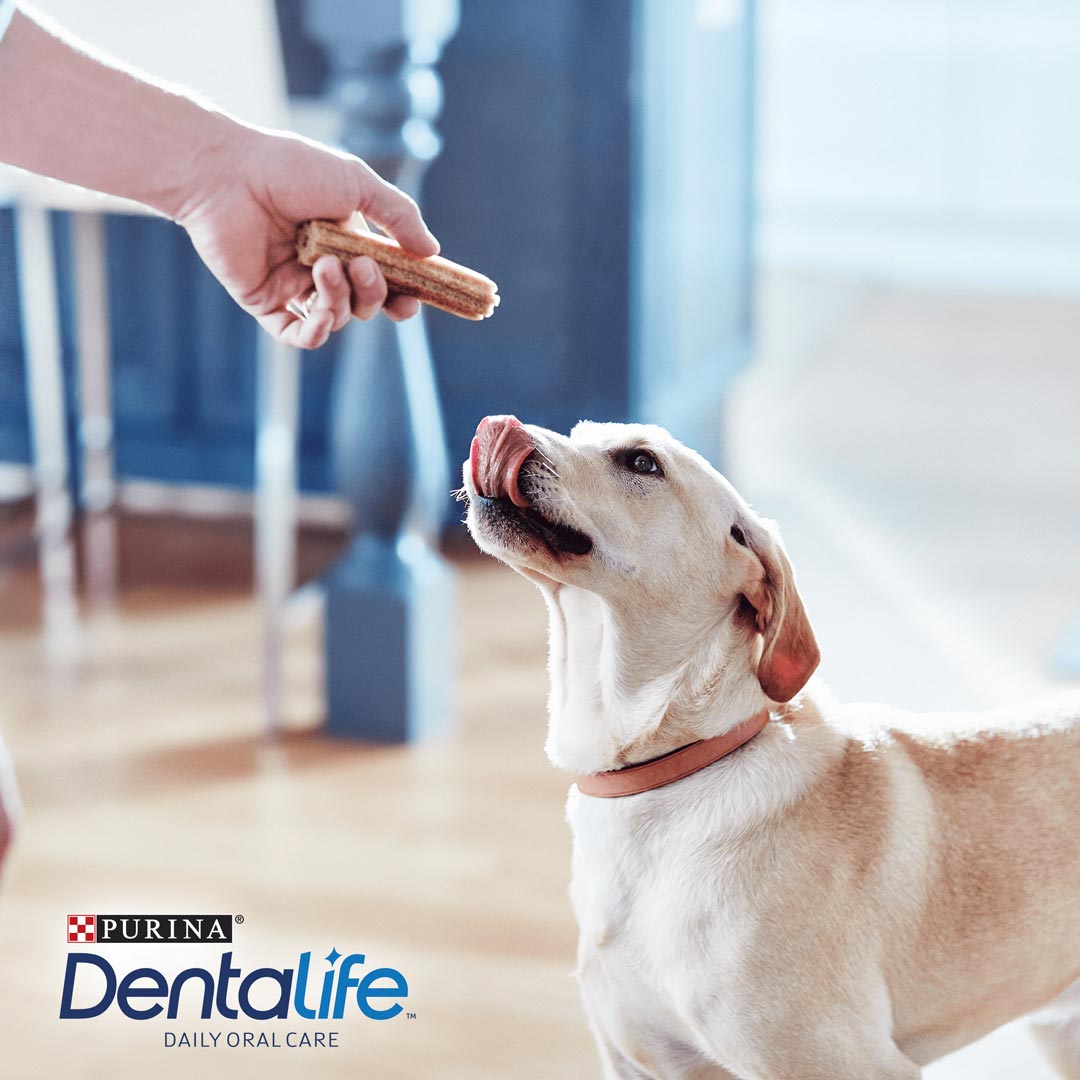 Purina dentalife large store dog