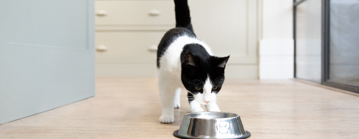 Black and white cat with bowl