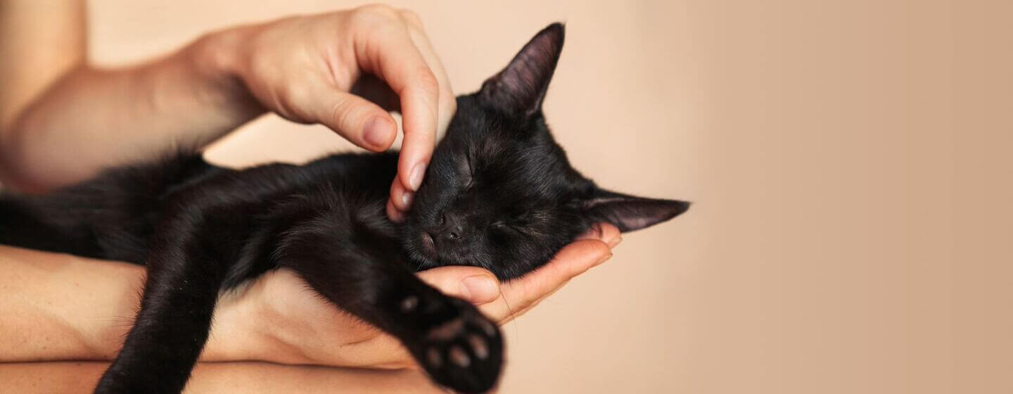 Black kitten in owners hands asleep.