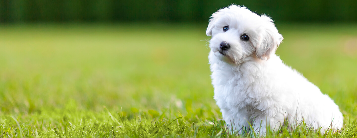 Fluffy white puppy on green grass.