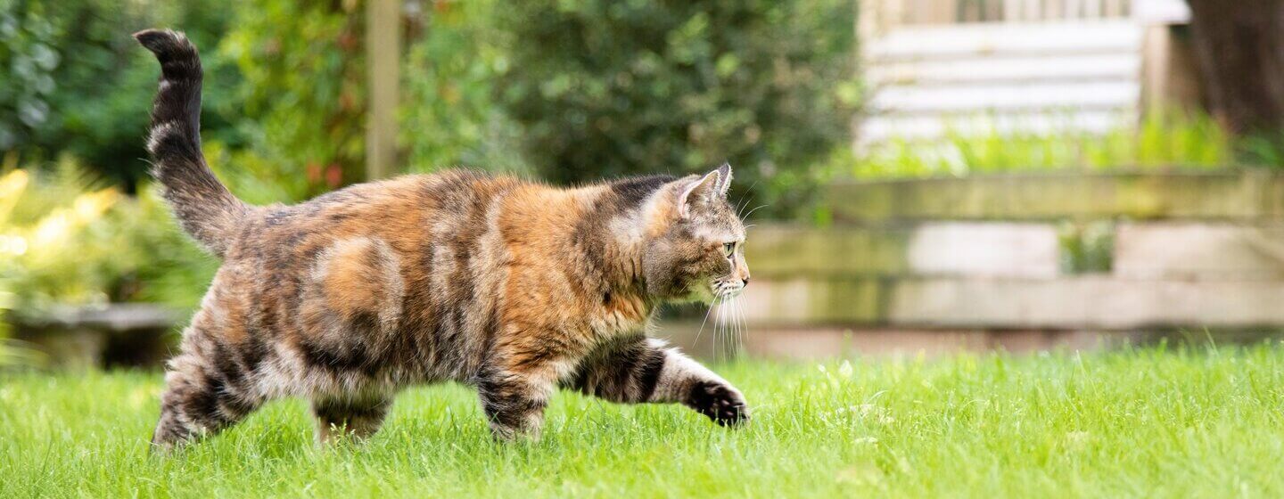 Dark brown, patchy cat walking through the grass.