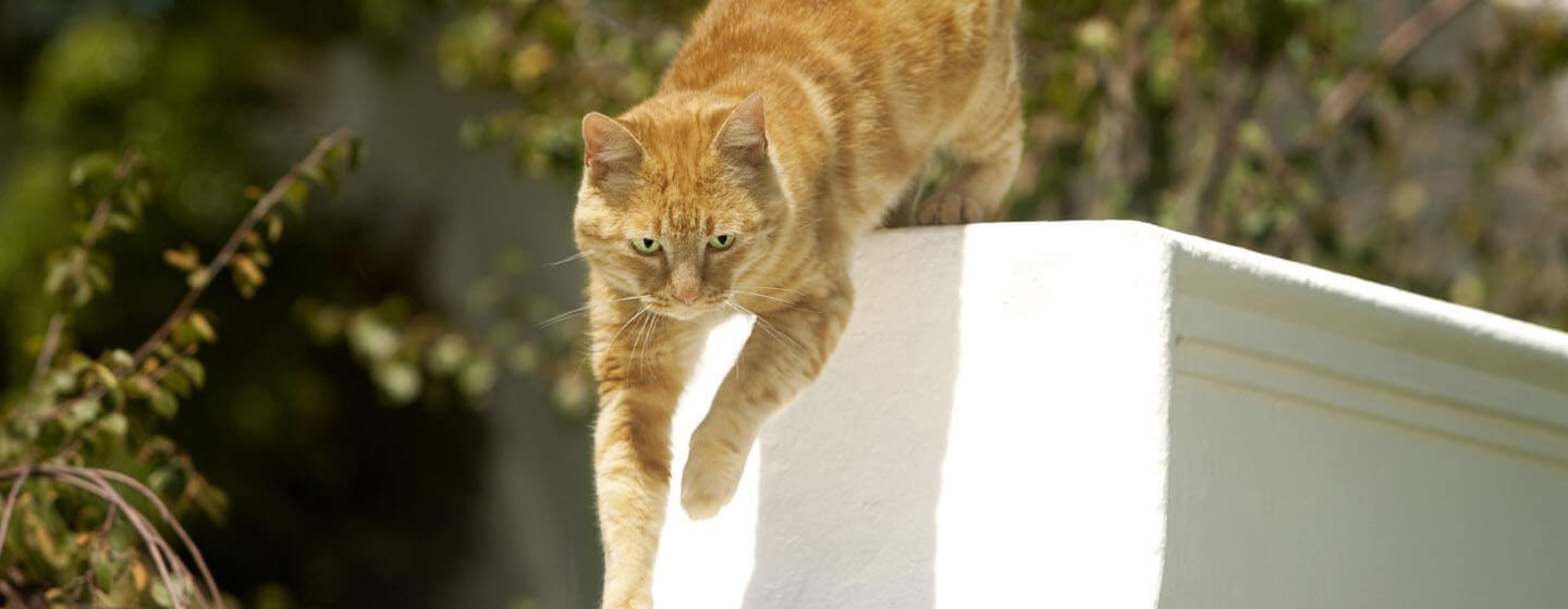 ginger cat jumping from gate outside