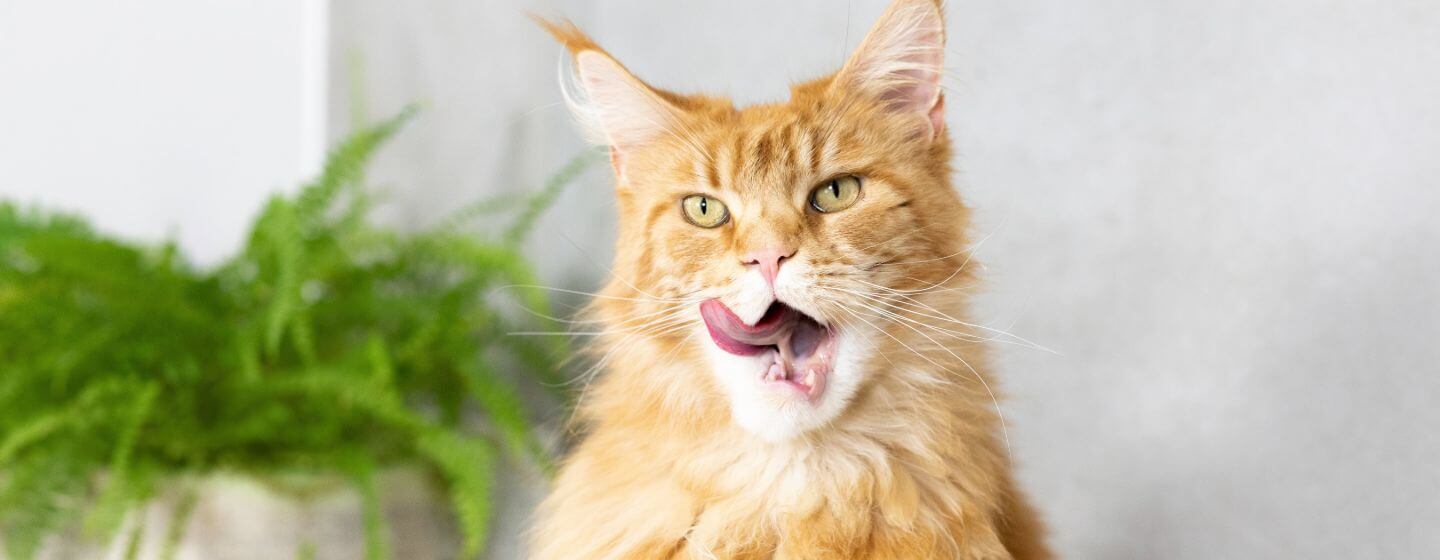 Ginger cat with wide open mouth licking nose.