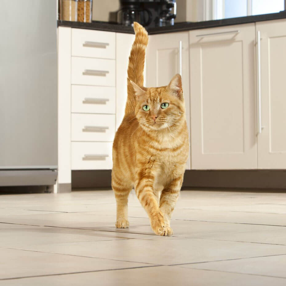 ginger cat walking through kitchen