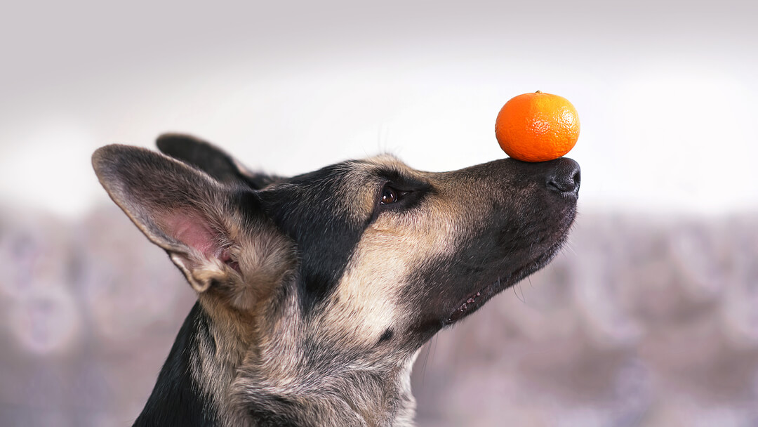 Dog balancing an orange on his nose