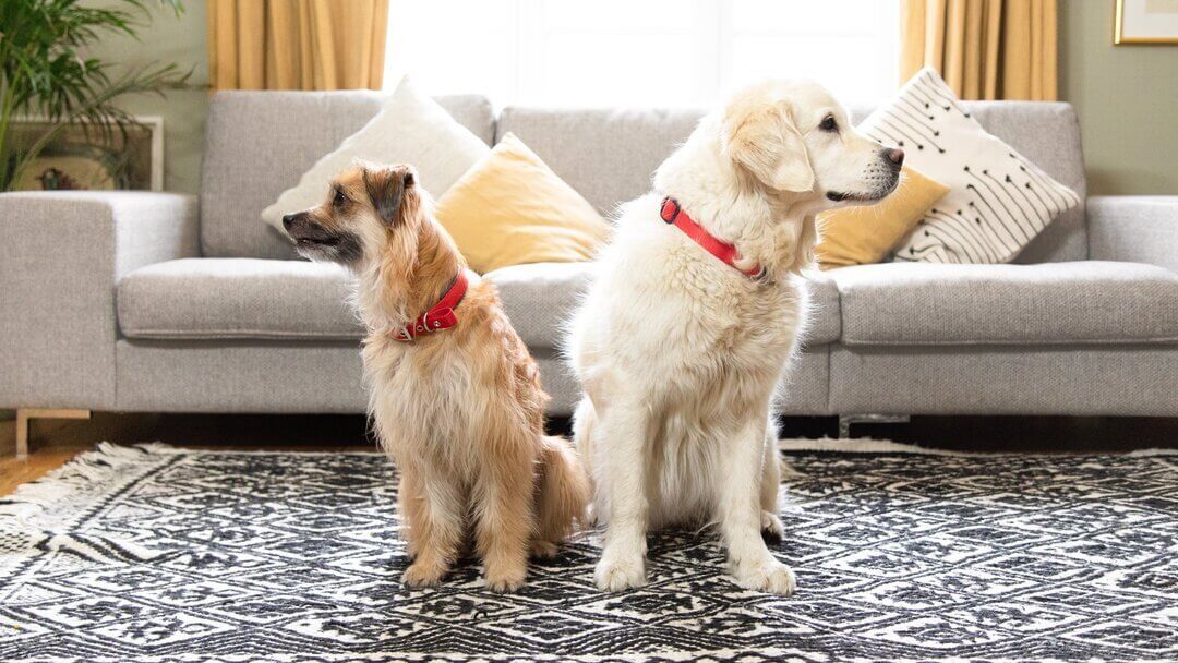 Two golden dogs sitting next to each other, looking in opposite directions.