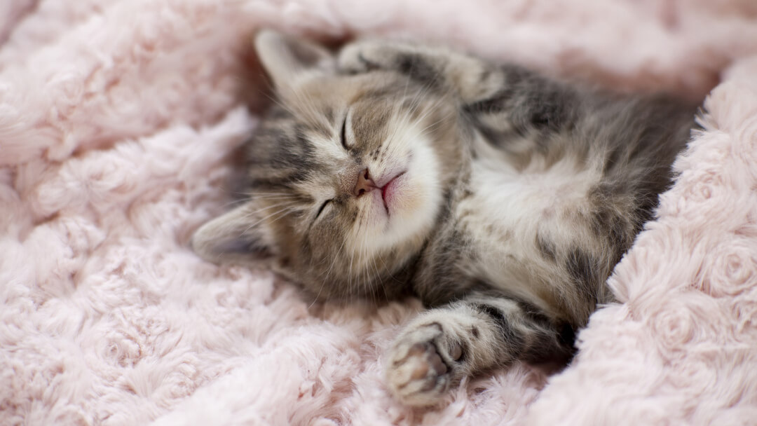 Newborn kitten in blanket