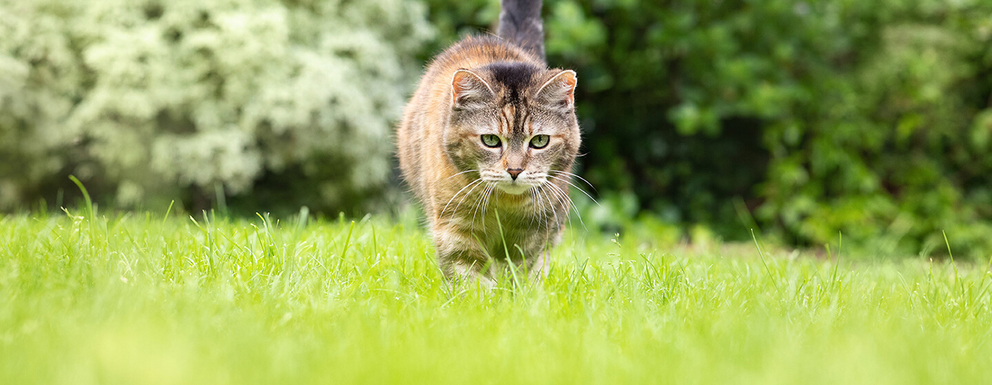 Cat walking through grass