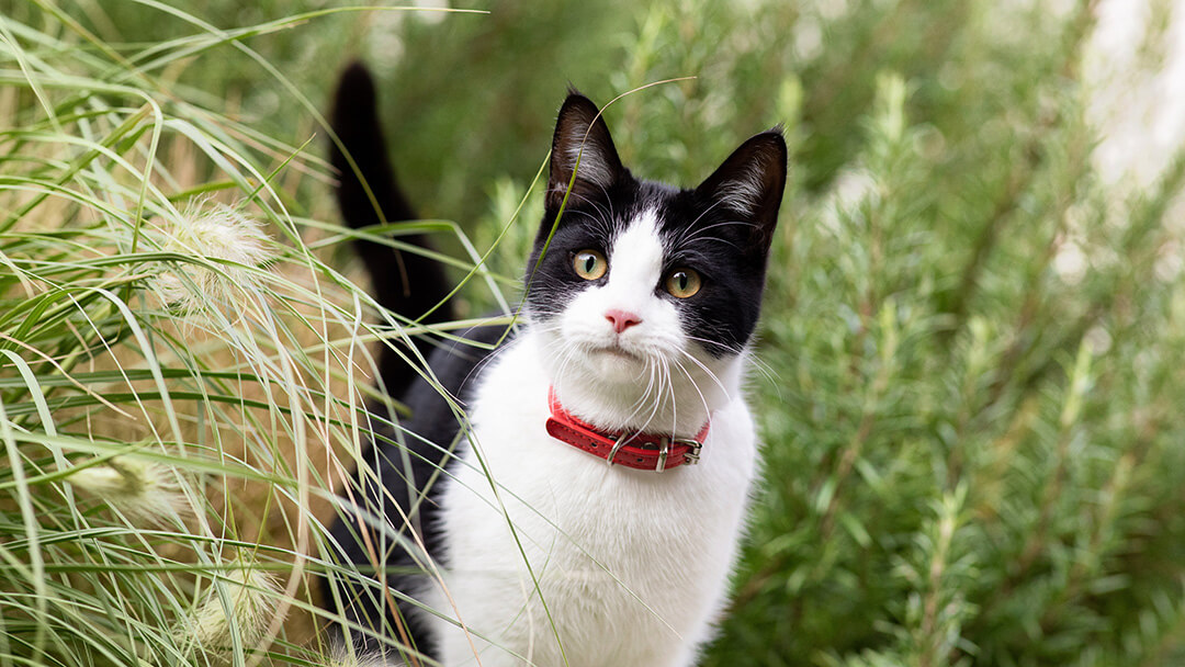 Black and white cat with red collar walking through long grass