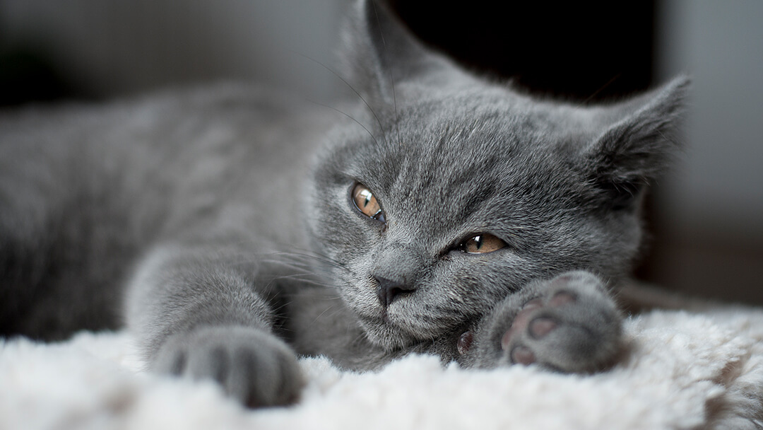 Grey cat laying down