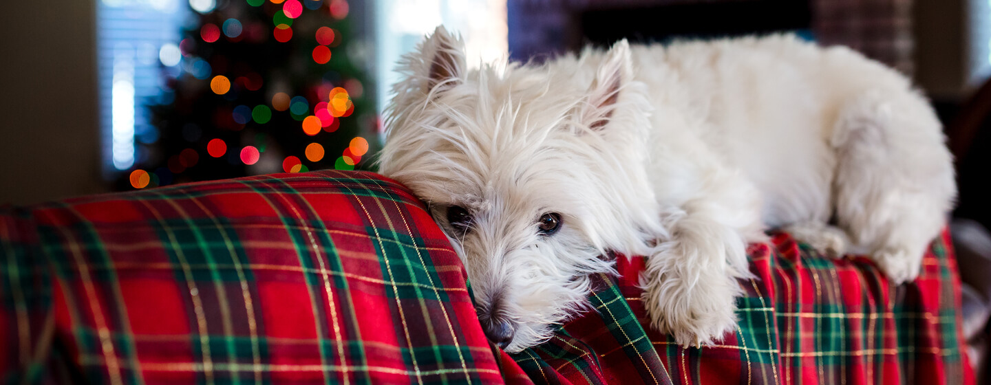 dog lying on a festive blanket with a christmas tree in the background