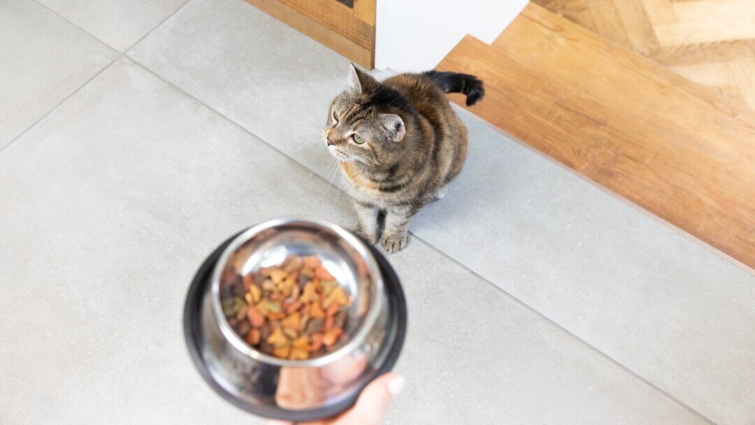 Indoor cat with food in bowl