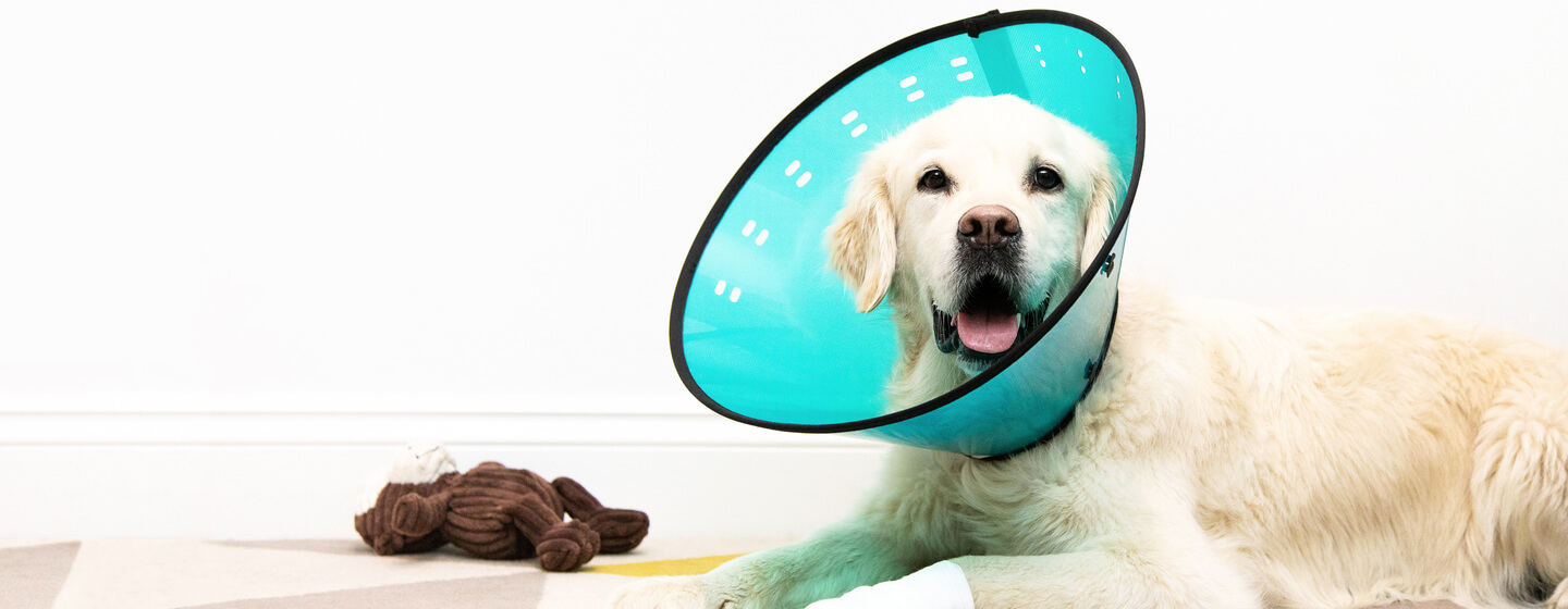 Dog wearing a blue cone and a bandage on his leg
