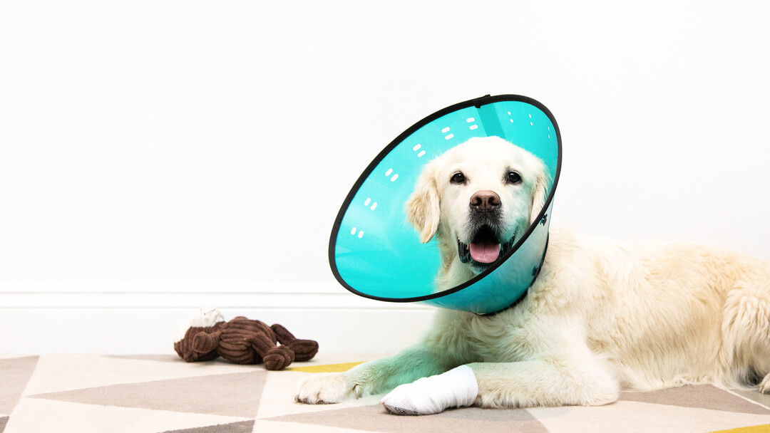 Dog wearing a blue cone and a bandage on his leg