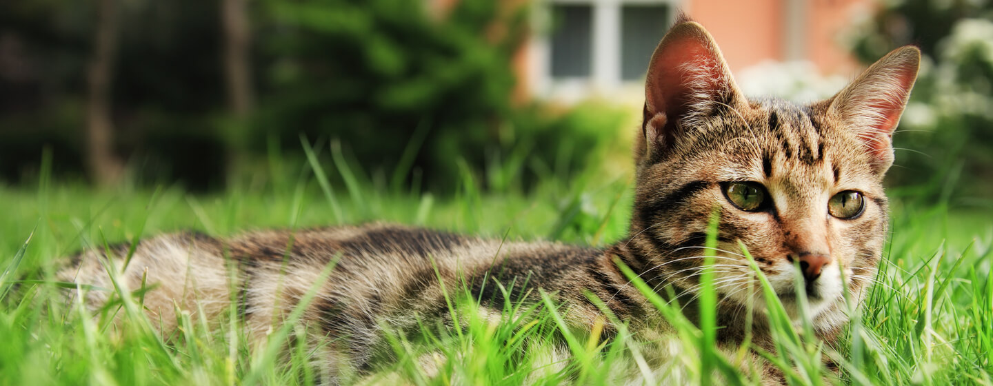 cat lying in the grass