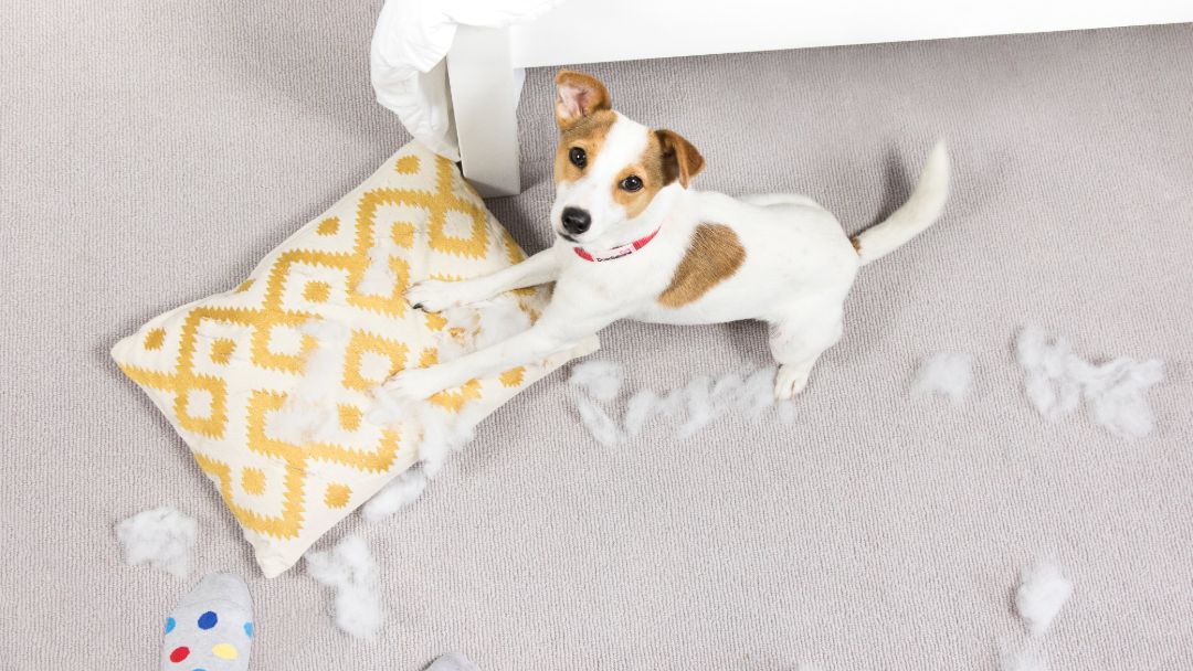 Puppy ripping up a pillow.
