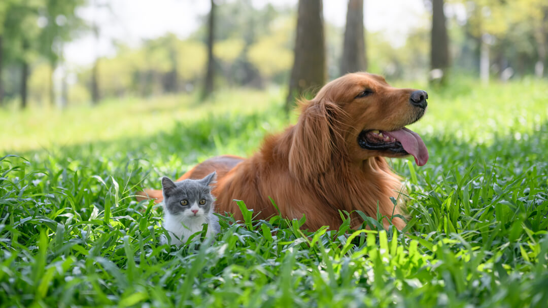 Small kitten sitting with dog in long grass