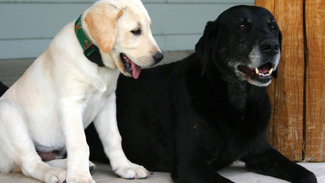 Young puppy next to older dog