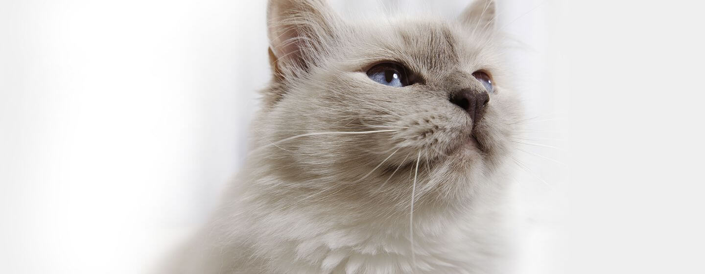 Fluffy grey cat with light blue eyes.