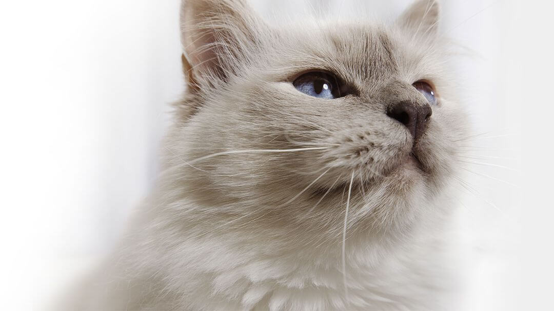 Fluffy grey cat with light blue eyes.