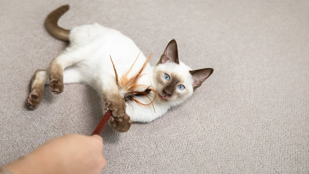 Blue eyed cat playing with feather wand on floor