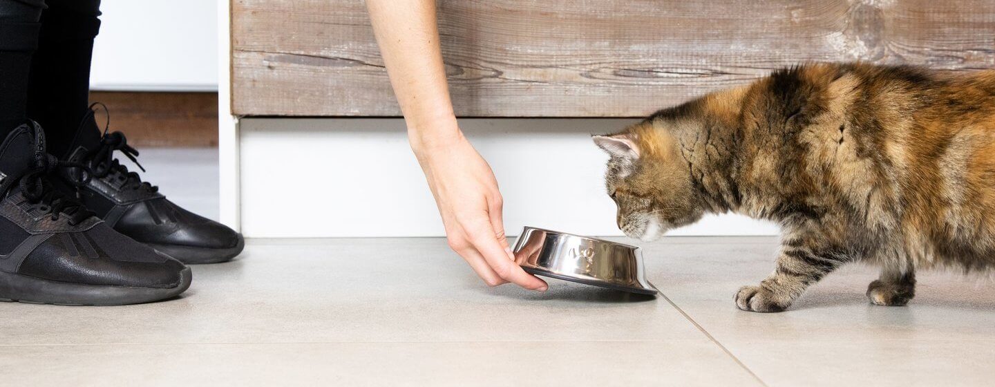 Dark brown cat being served food by owner in a bowl