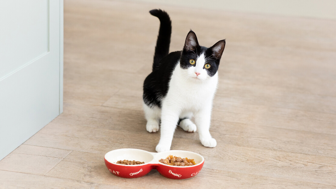 Cat food kitten listing page