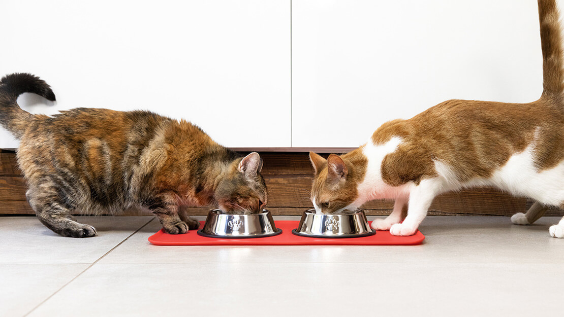 Cat food hypoallergenic listing page