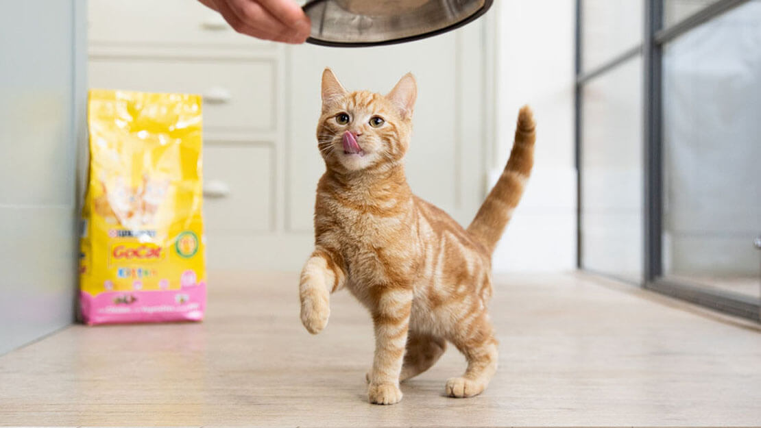 Cat food Go Cat listing page