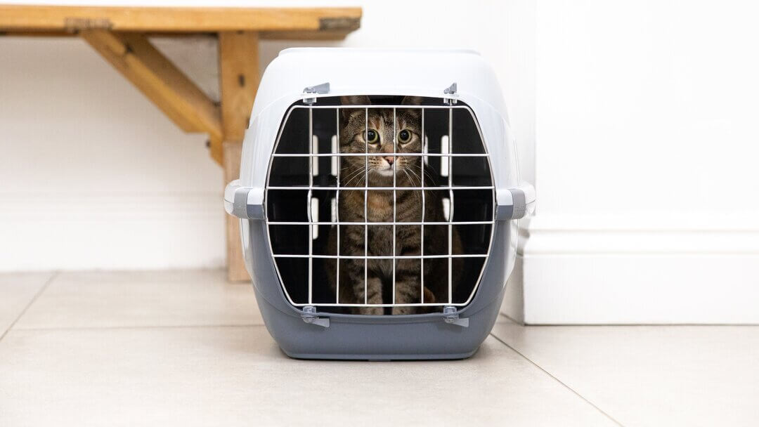 Dark furred cat in a cat cage.