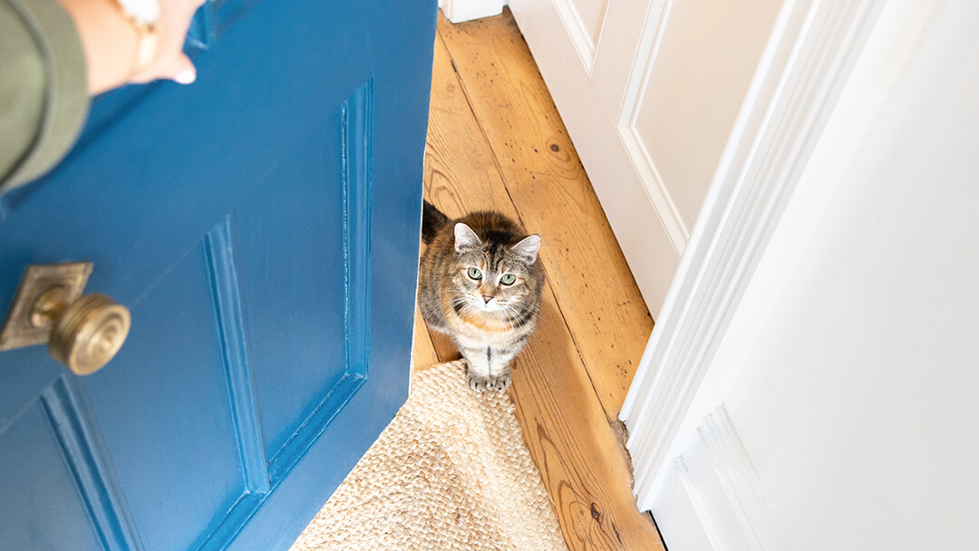 Opening blue door to cat sitting on wooden floor