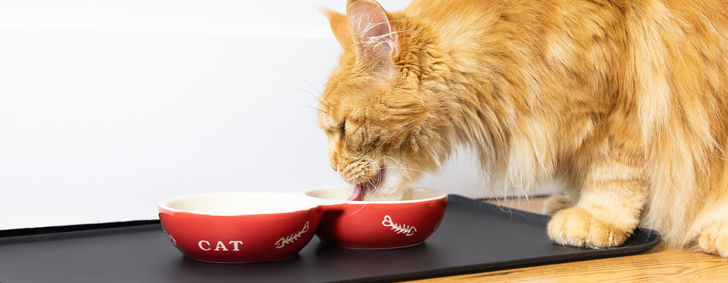 Cat eating from red bowl