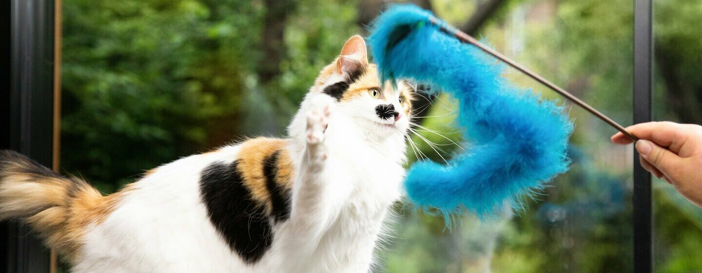Patch coloured cat playing with blue fur toy