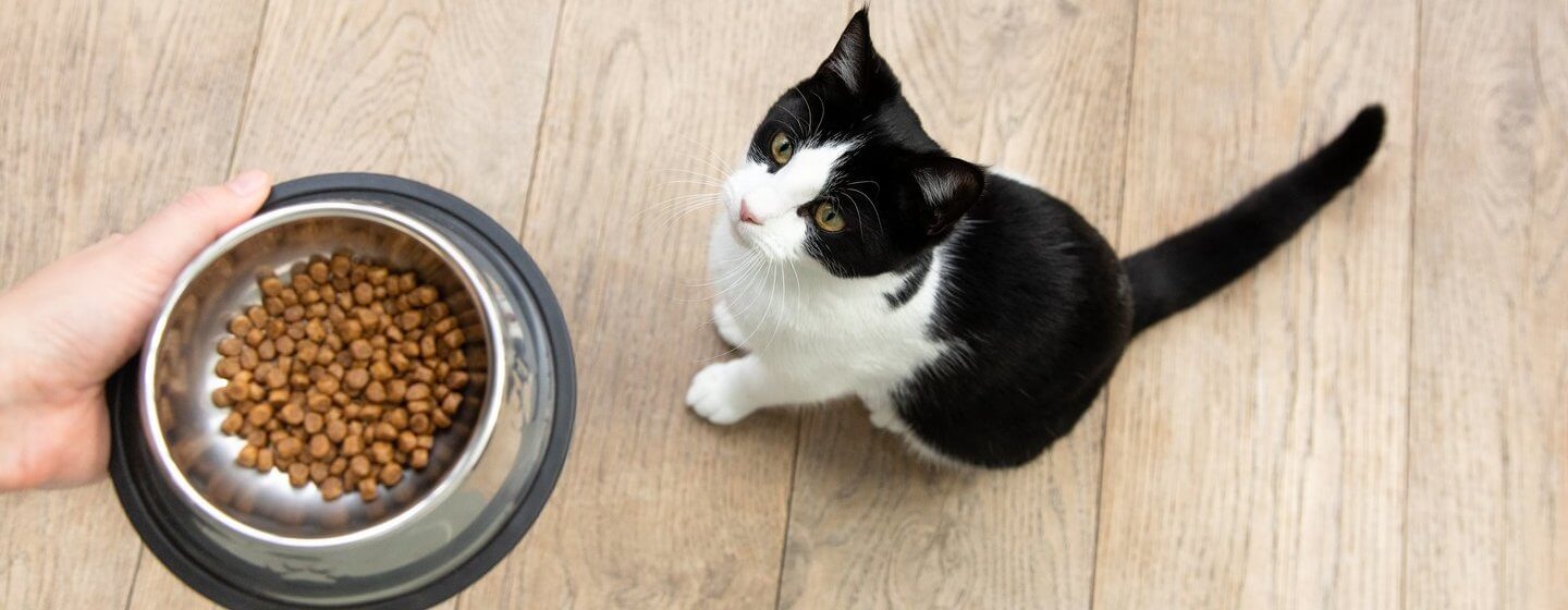 Cat staring up at bowl