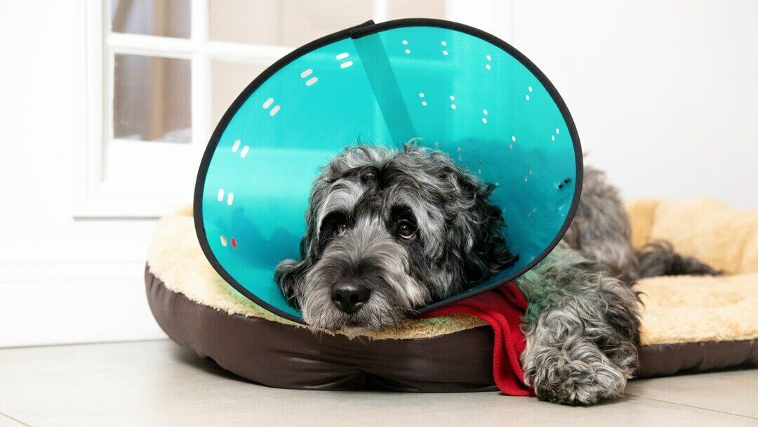 grey dog lying in bed wearing a blue cone