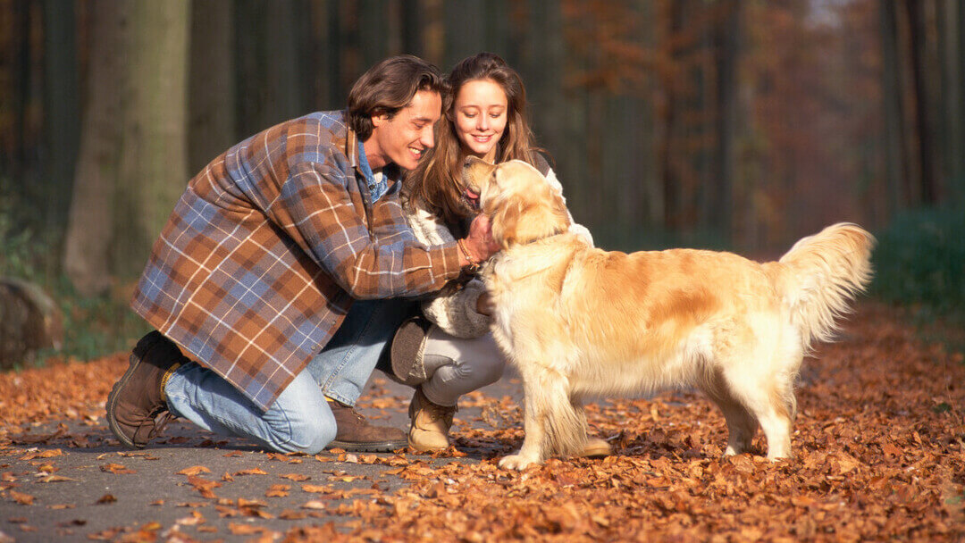 Golden retriever in an autumnal wood being stroked by owners.