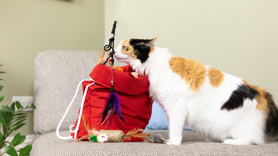 Cat sniffing toys in red bag.