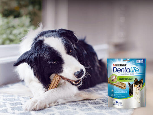 verrassing tegenkomen adopteren Purina Dentalife® Dog - Dental Treats For Dogs | Purina