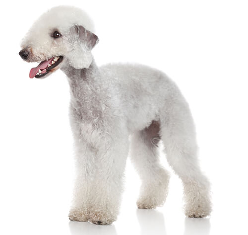 are bedlington terrier noisy