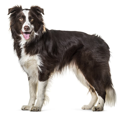 The Border Collie Care Guide: Personality, History, Training, Food, and  More - The Farmer's Dog