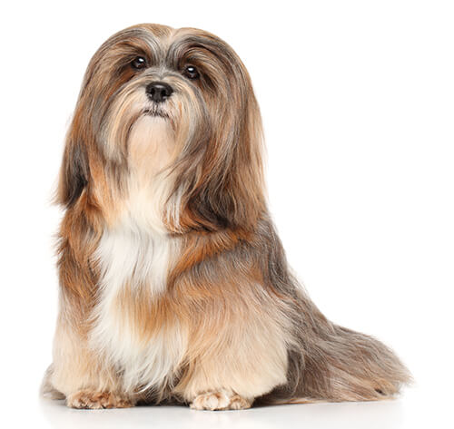 can lhasa apso be left alone at home