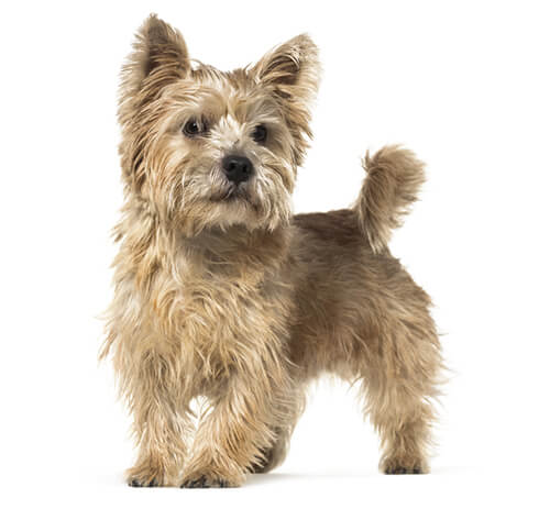 are norfolk terriers easy to train