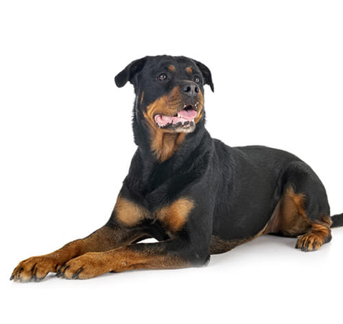 are rottweilers running dogs