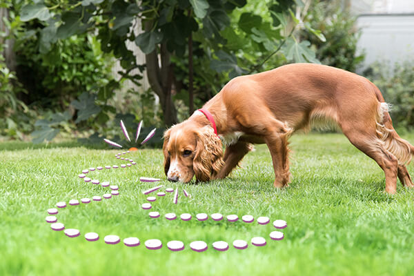 puppy treasure hunt puppy treasure hunt