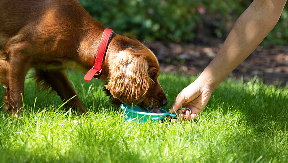 spaniel drinking water in the garden spaniel drinking water in the garden