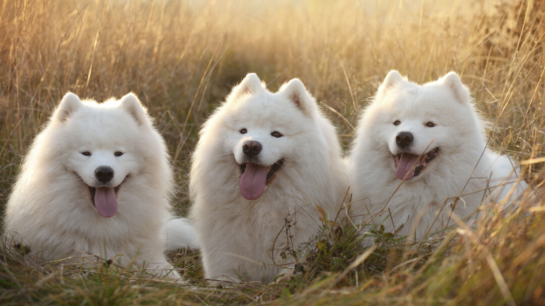 Three dog's in the field