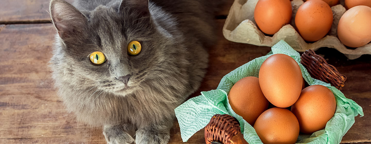 Chicken eggs in a brown basket near a gray cat, on a wooden table